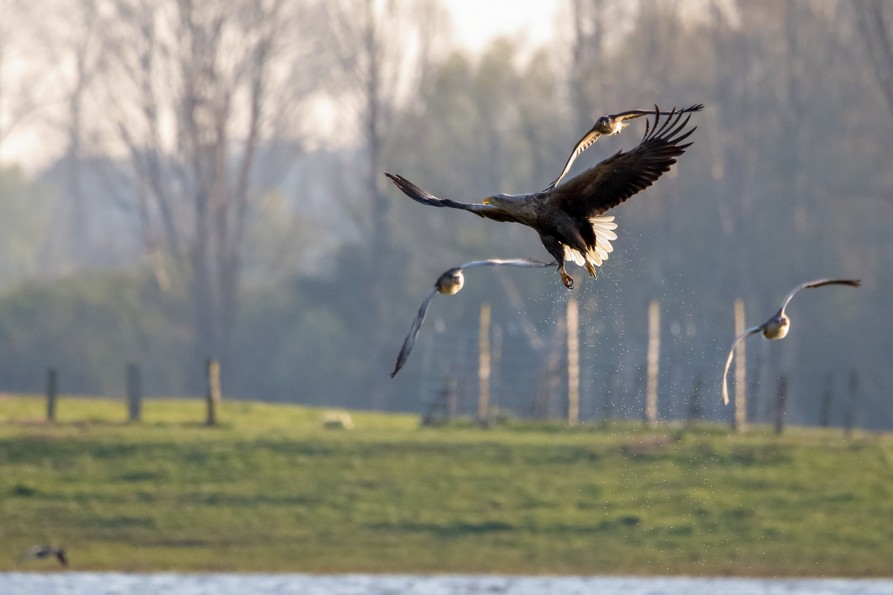 Seeadler Bislicher Insel Rheingold NRW Seeadler